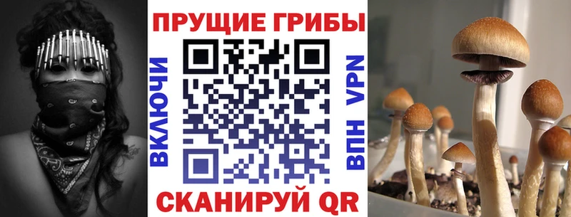 Псилоцибиновые грибы Cubensis дарнет шоп Шатура